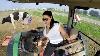 Incredible Modern Farming Pretty Girl Tractor Driver Combine Harvester Machines John Deere Hay Bale